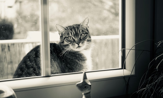 Mačka s pásikmi sedí pred oknom s plastovými rámami.jpg
